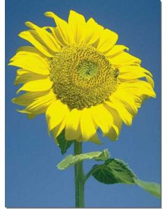 sunflower-sonnenblume30-ml