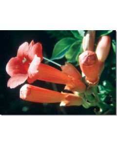 trumpet-vine-trompetenblume30-ml