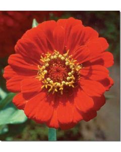 zinnia-zinnie30-ml