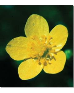 buttercup-hahnenfuss