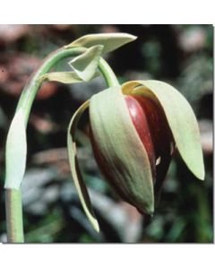 california-pitcher-plant-kalif-schlauchpflanze