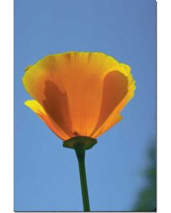 california-poppy-kalif-goldmohn