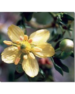 chapparal-creosote-bush