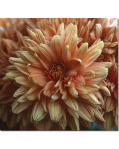 chrysanthemum-margerite