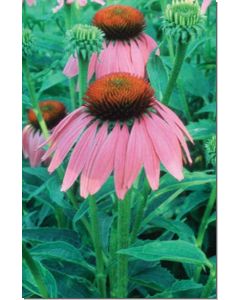 echinacea-roter-sonnenhut