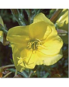 evening-primrose-nachtkerze