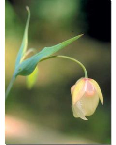fairy-lantern-weiße-mormonentulpe