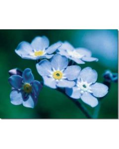 forget-me-not-vergissmeinnicht