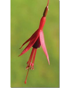 fuchsia-fuchsie