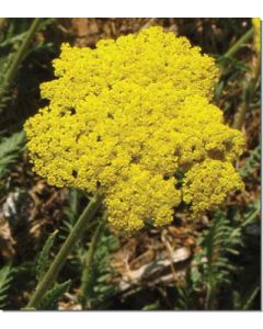 golden-yarrow-gelbe-schafgarbe