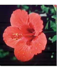 hibiscus-roter-hibiskus