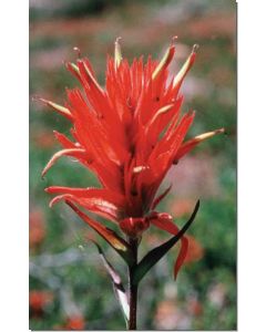 indian-paintbrush-indianischer-malpinsel