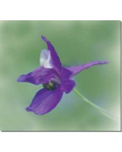 larkspur-rittersporn