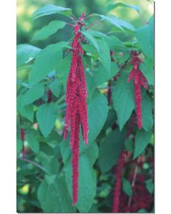 love-lies-bleeding-garten-amarant-fuchsschwanz