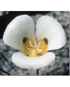 mariposa-lily-mormonentulpe