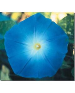 morning-glory-prachtwinde