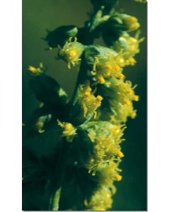 mugwort-beifuss
