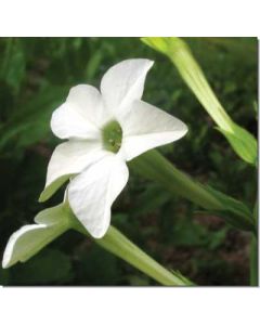 nicotiana-blühender-tabak