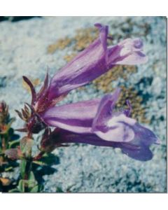 penstemon-bartfaden