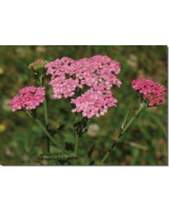 pink-yarrow-rosa-schafgarbe