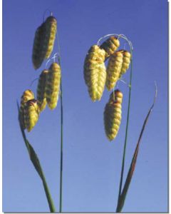 quaking-grass-zittergras