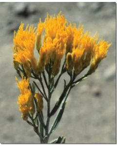 rabbitbrush-hasenpinsel