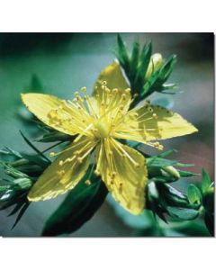 saint-john´s-wort-johanniskraut