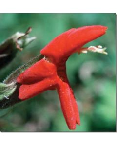 scarlet-monkeyflower-rote-gauklerblume