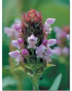 self-heal-kleine-braunelle