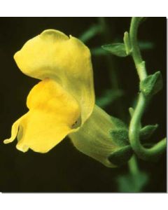 snapdragon-garten-löwenmaul