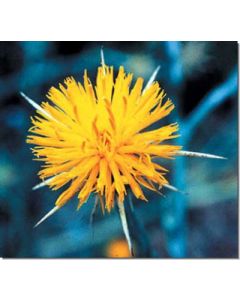 star-thistle-sonnenwendflockenblume