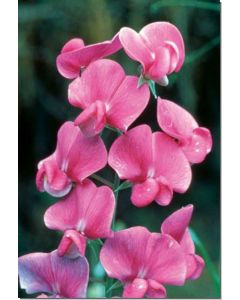 sweet-pea-platterbse