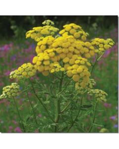 tansy-rainfarn