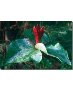 trillium-dreiblatt