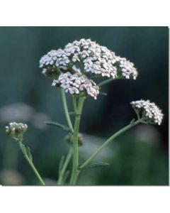 yarrow-weiße-schafgarbe