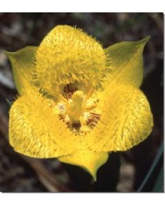 yellow-star-tulip-gelbe-wildtulpe