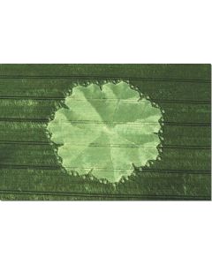 nr-18-seven-petal-rose-east-field-uk-19915-ml