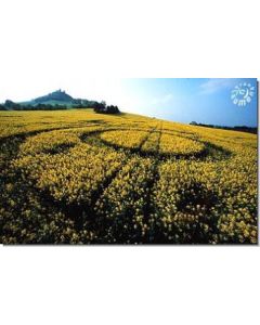 nr-54-rapeseed-formation-desenberg-d-20015-ml