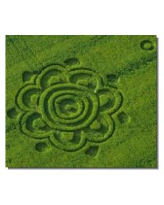nr-91-7-pointed-flower-in-mustard-göttingen-d-20015-ml