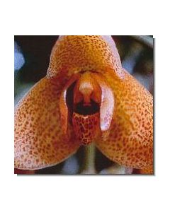 1-aggression-orchid-stockb-15-ml