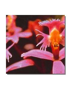 3-angel-orchid-stockb-15-ml