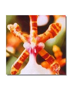 7-colour-orchid-stockb-15-ml