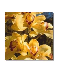 8-coordination-orchid-stockb-15-ml