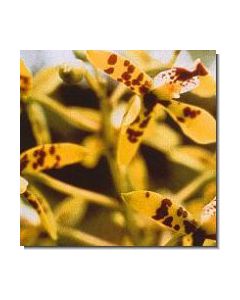 9-deva-orchid-stockb-15-ml