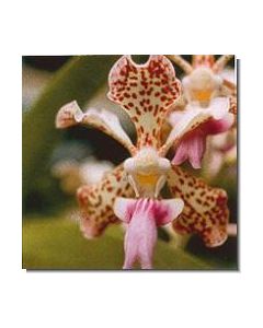 11-fun-orchid-stockb-15-ml