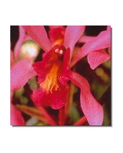 13-higher-self-orchid-stockb-15-ml