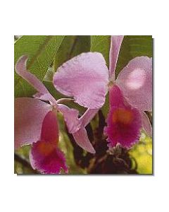 14-inspiration-orchid-stockb-15-ml