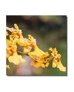15-love-orchid-stockb-15-ml