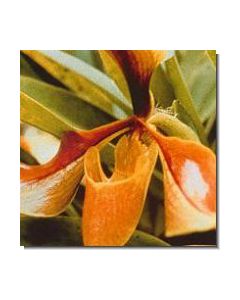 17-psyche-orchid-stockb-15-ml