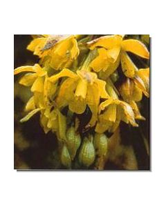 18-sun-orchid-stockb-15-ml